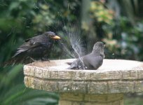 DS starling juv & blackbird m on birdbath 160507 3.jpg