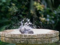 DS starling juv bathing 160507 1.jpg