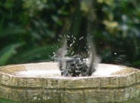 DS starling juv bathing 160507 2.jpg