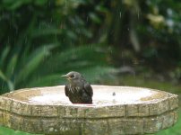 DS starling juv bathing 160507 3.jpg