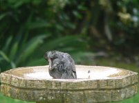 DS starling juv bathing 160507 4.jpg