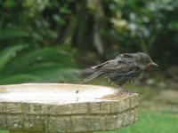 DS starling juv bathing 160507 5.jpg