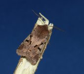 Moths-Hebrew--Character.jpg