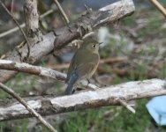 bluetail0001.JPG