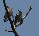 starlings0001.JPG