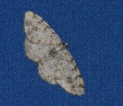 Moths-066-grey.jpg