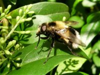 volucella_bombylans_5jun07_800l_20.jpg