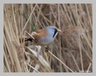 bearded tit1.jpg