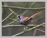 bearded tit1f.jpg