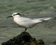 Black-naped Tern.jpg