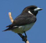 fiji woodswallow.jpg