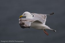 Herring Gull.jpg