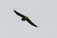 White-tailed Eagle air.jpg