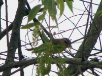 Red-eyed Vireo.jpg