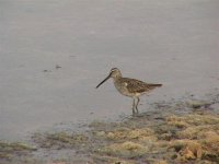 Wader Goose Island reduced.JPG