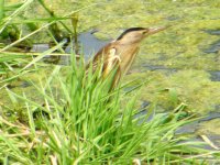 LITTLE BITTERN KALLONI EAST RIVER 040507 (Small).jpg