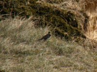 A SHORE LARK, HOLKHAM DUNES 090407 (Small).jpg