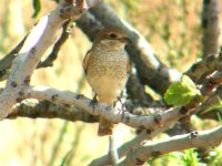 RED BACKED SHRIKE JUV SIGRI 060507 (Small).jpg