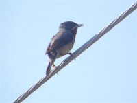 SUB ALPINE WARBLER PETRA 090507 (Small).jpg