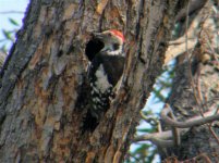 WOODPECKER MID SPOTTED SIGRI 060507 (Small).jpg