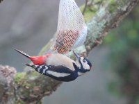 wood pecker 007.jpg