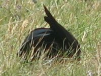 Chough1.jpg