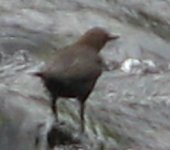 Dipper 3a.jpg