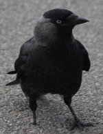 Jackdaw1.jpg