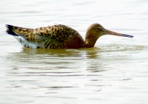 Godwit.jpg