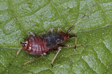 Coreus marginatus.jpg