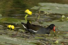 Gallinula chloropus.jpg