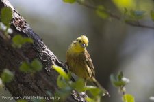 yellowhammer-2.jpg