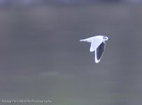 Little Gull.jpg