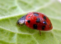 Harlequin ladybird (650).jpg