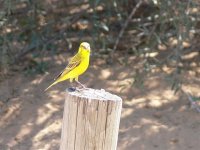 Yellow Canary Sth Afr.jpg