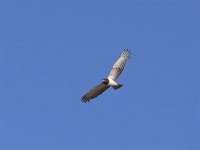 Snake eagle Sth Afr.jpg