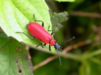 red beetle (2).JPG