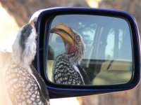 Southern yellow Billed HornbillSth Afr 2.jpg