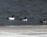 Barrow's Goldeneye.jpg