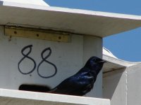 Purple Martin.jpg