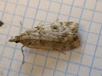 Poss Scoparia ambigualis 9795.jpg