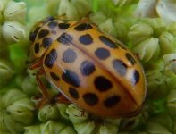 LADYBIRD SPECIES.jpg