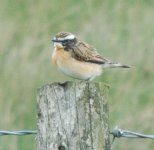 Whinchat.JPG