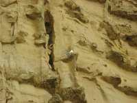 Gulls on cliff 1.jpg