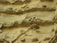 Gulls on cliff 2.jpg