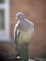 woodpigeon-1.jpg