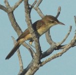 ReedWarbler407.jpg