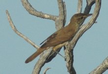 Reedwarbler404.jpg