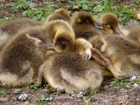 Goslings-small.jpg