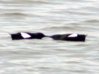 black guillemots displaying mar 07.jpg